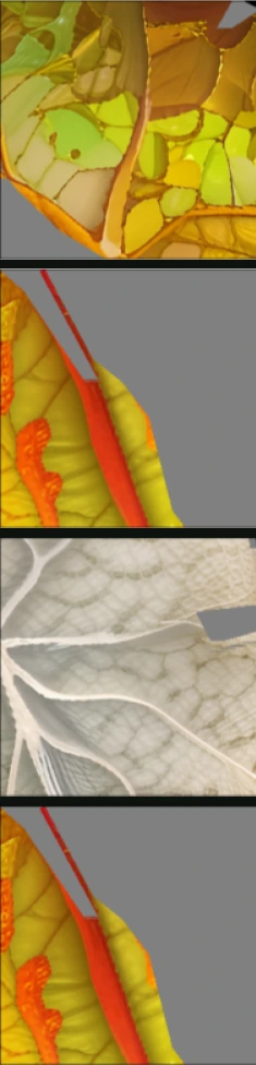 leaf veins: reference albedo