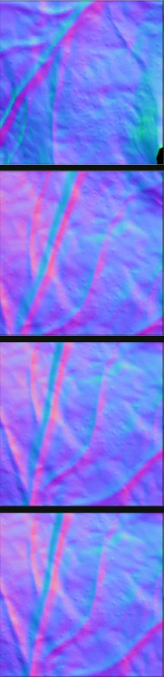 leaf veins: target geometry