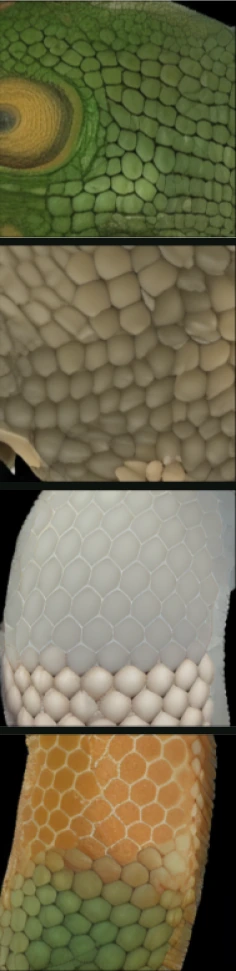lizard scales and eye: result