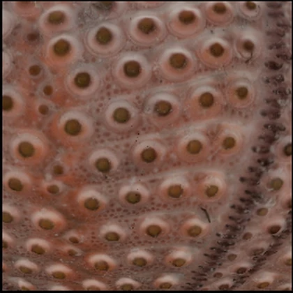 reference brush patch